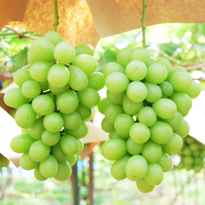 ★定期便3回★山形の夏から秋の人気フルーツ(白桃・シャインマスカット・ラフランス) 【令和8年産先行予約】FS25-687