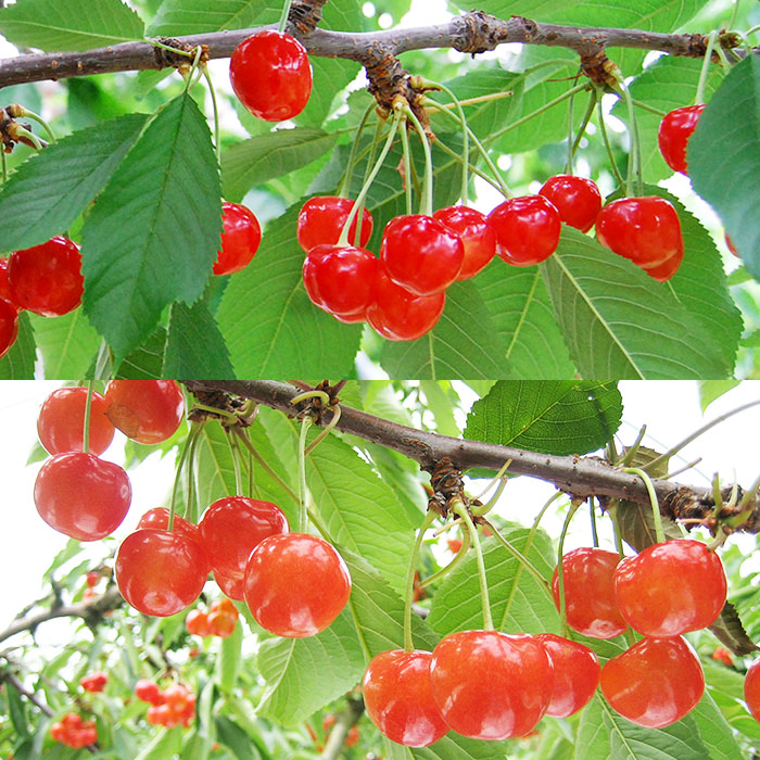 ★定期便8回★【6月から毎月届く】山形のフルーツまるごと定期便 【令和8年産先行予約】FS25-637