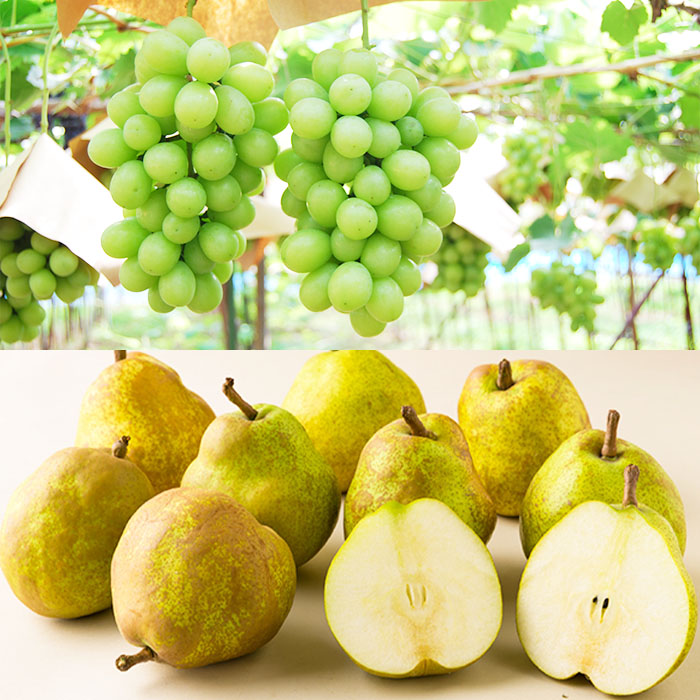 ★定期便8回★【6月から毎月届く】山形のフルーツまるごと定期便 【令和8年産先行予約】FS25-637