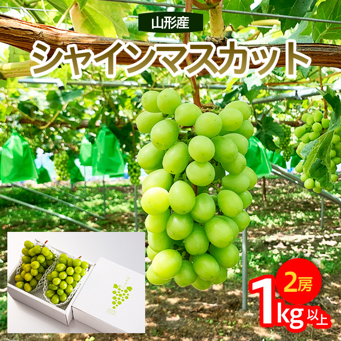 山形市産 シャインマスカット 秀 約1kg以上(2房)[後半] 【令和7年産先行予約】FU23-038