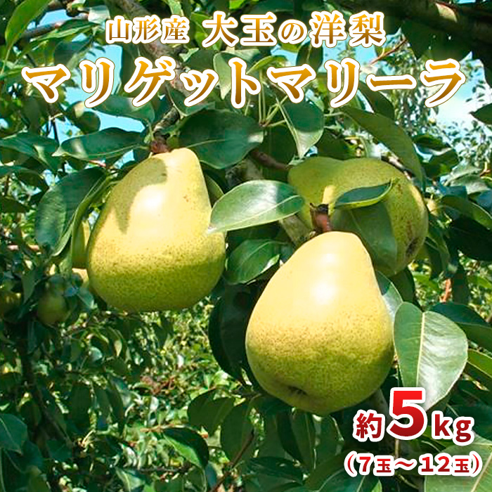 大玉の洋梨 マリゲットマリーラ 秀品 約5kg(7玉～12玉) 【令和7年産先行予約】FU23-005