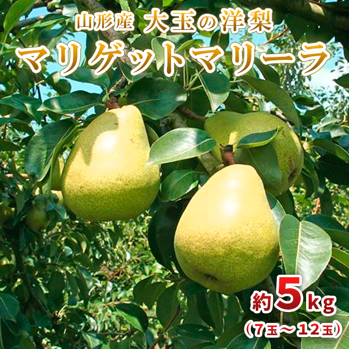 大玉の洋梨 マリゲットマリーラ 秀品 約5kg(7玉～12玉) 【令和8年産先行予約】FU23-005