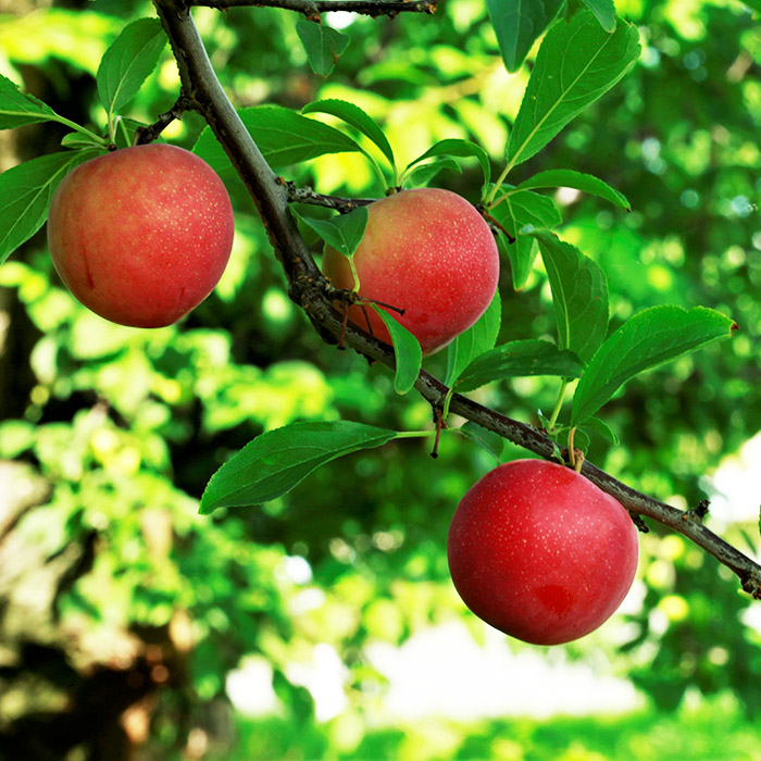 山形県産 秋姫(あきひめ) 秀品 3L以上 約1.5～2kg(12～18玉)【令和8年産先行予約】FU23-443