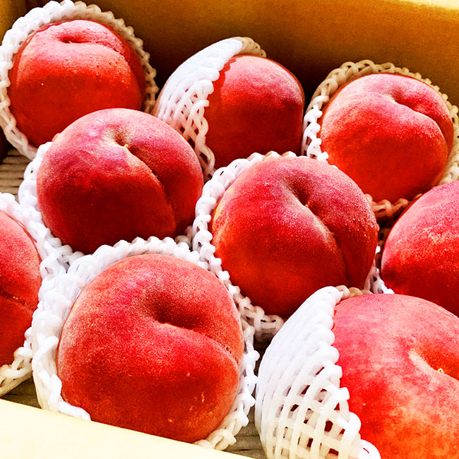 山形市産 白桃 [柔らかくなる桃] 秀品 約3kg (6玉～13玉)【令和8年産先行予約】FU23-573