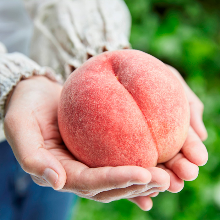 山形9月の白桃 [硬めの桃] 秀品 約3kg 【令和8年産先行予約】FU23-583