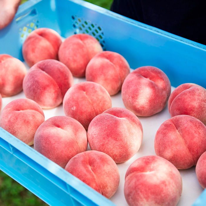 山形9月の白桃 [硬めの桃] 秀品 約3kg 【令和8年産先行予約】FU23-583