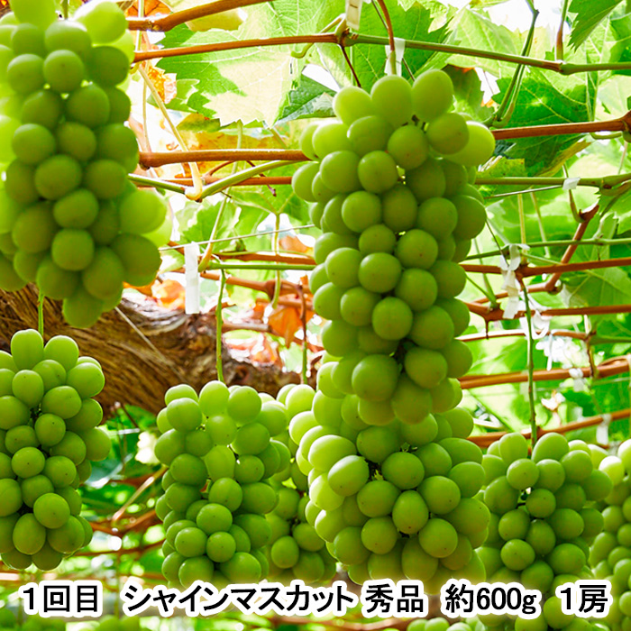 【定期便3回】秋から始まる！山形もぐもぐフルーツ定期便 【令和8年産先行予約】FU23-926