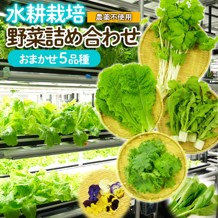 【ミライファーム】水耕栽培 野菜詰合せ おまかせ5品種【障がい者支援】 FZ23-641