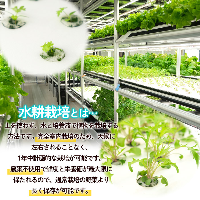 【ミライファーム】水耕栽培 野菜詰合せ おまかせ5品種【障がい者支援】 FZ23-641