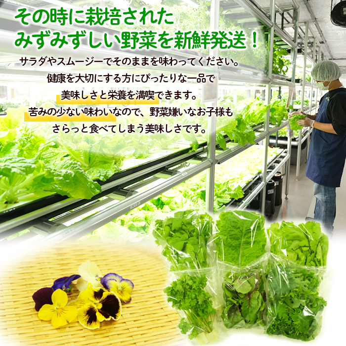 【ミライファーム】水耕栽培 野菜詰合せ おまかせ5品種【障がい者支援】 FZ23-641