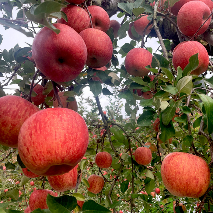 【定期便3回】やまがた秋のりんご三昧【令和8年産先行予約】FS23-638