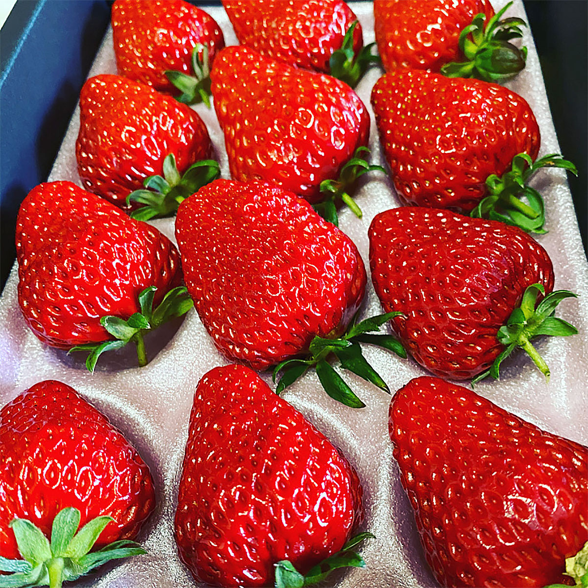 真っ赤に育った冬の贅沢！朝摘み大粒いちご☆ FZ23-439