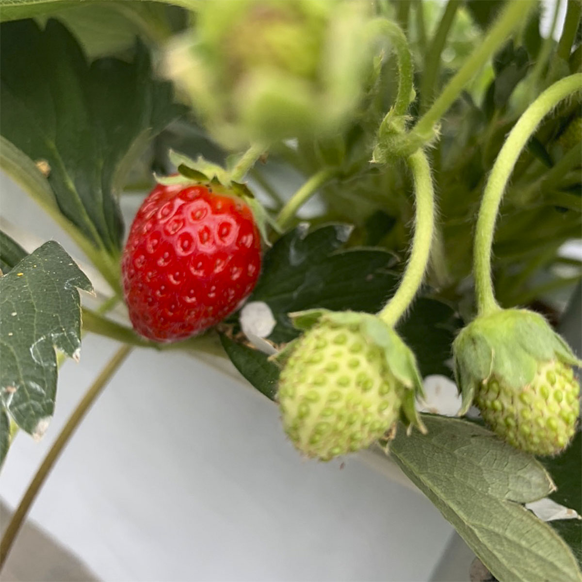 真っ赤に育った冬の贅沢！朝摘み大粒いちご☆ FZ23-439