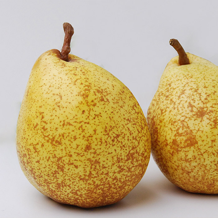 山形の洋梨ゼネラルレクラーク 秀品 約3kg (6～10玉)【令和8年産先行予約】FU23-651