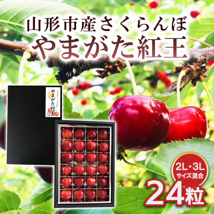 山形市産 さくらんぼ 【やまがた紅王】 2L/3Lサイズ混合 24粒 【令和7年産先行予約】FS24-590