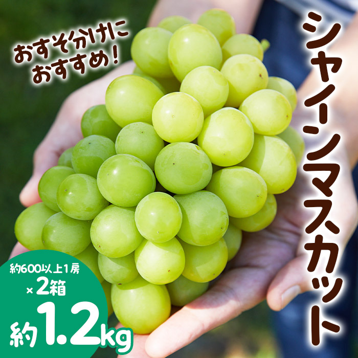 おすそ分けにおすすめ！シャインマスカット 秀品 約1.2kg(約600g以上1房×2箱) 【令和6年産先行予約】FS23-766