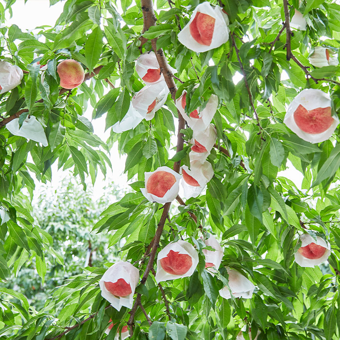 【定期便3回】たっぷり桃の食べ比べ定期便 【令和8年産先行予約】FS23-768