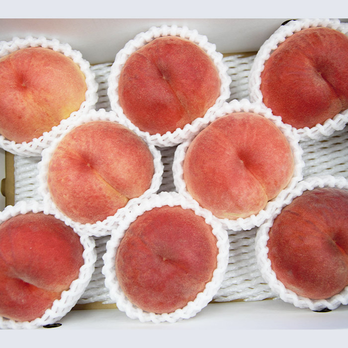 【定期便6回】どちらがお好き？人気の美味しいくだもの食べ比べ定期便 【令和8年産先行予約】FS23-772