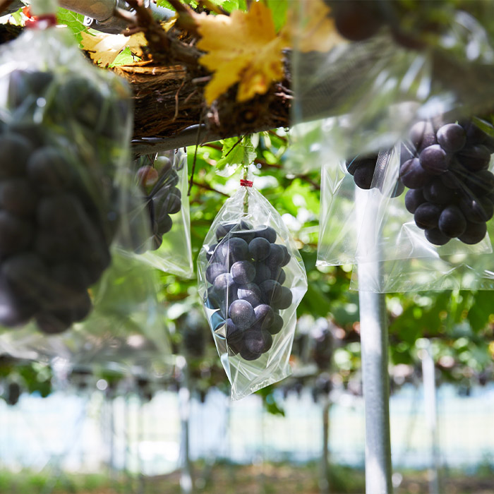 【定期便6回】どちらがお好き？人気の美味しいくだもの食べ比べ定期便 【令和8年産先行予約】FS23-772