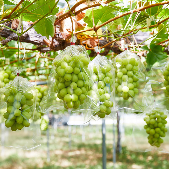 【定期便6回】どちらがお好き？人気の美味しいくだもの食べ比べ定期便 【令和8年産先行予約】FS23-772