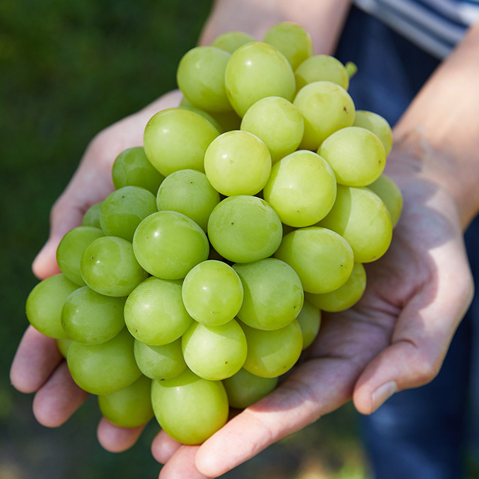 【定期便4回】ふるさと山形のおいしい定期便 【令和8年産先行予約】FU23-765