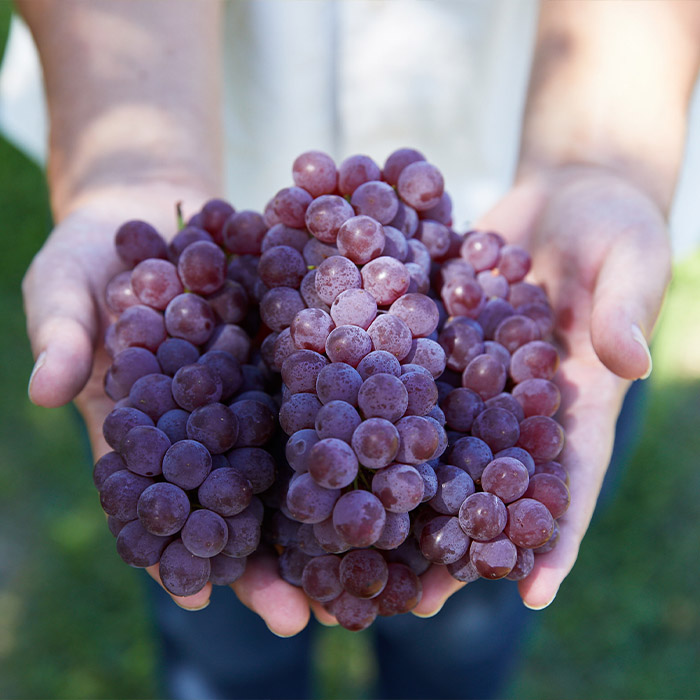 【定期便9回】フルーツ沢山！まんぷく三昧セット (桃・ぶどう・りんご 3品目×3種類) 【令和8年産先行予約】FU23-849