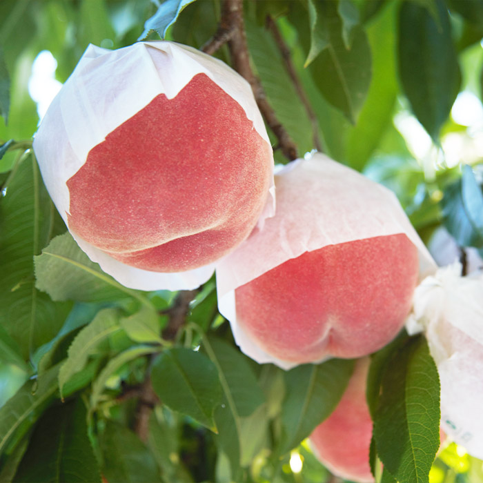 【定期便9回】フルーツ沢山！まんぷく三昧セット (桃・ぶどう・りんご 3品目×3種類) 【令和8年産先行予約】FU23-849