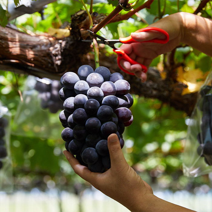 【定期便9回】フルーツ沢山！まんぷく三昧セット (桃・ぶどう・りんご 3品目×3種類) 【令和8年産先行予約】FU23-849