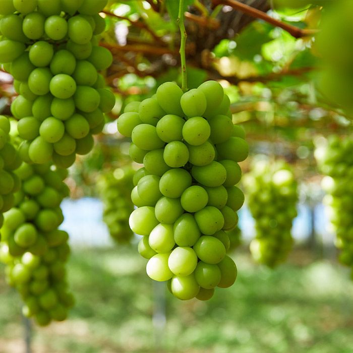 【定期便9回】フルーツ沢山！まんぷく三昧セット (桃・ぶどう・りんご 3品目×3種類) 【令和8年産先行予約】FU23-849