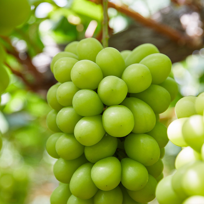 【定期便4回】初夏から冬まで！山形のくだもの便 【令和8年産先行予約】FU23-701