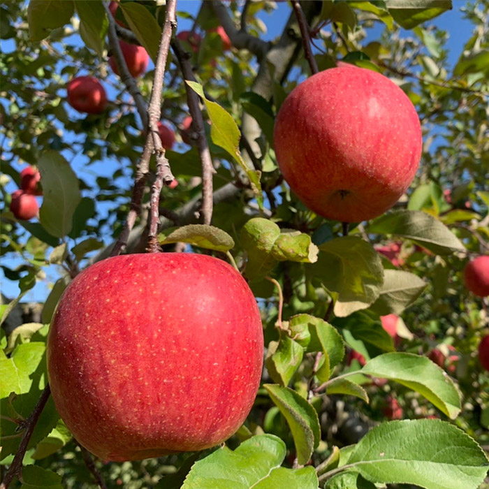 【定期便4回】初夏から冬まで！山形のくだもの便 【令和8年産先行予約】FU23-701