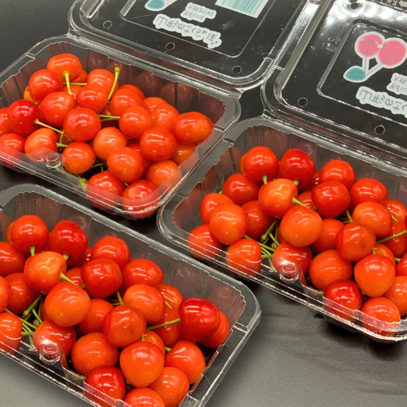 【定期便3回】やまがた フルーツ定期便 ”最上” 山形名物フルーツ [佐藤錦・デラウェア・やや硬め白桃] 【令和8年産先行予約】FS25-630