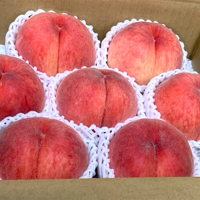 【定期便3回】やまがた フルーツ定期便 ”最上” 山形名物フルーツ [佐藤錦・デラウェア・やや硬め白桃] 【令和8年産先行予約】FS25-630