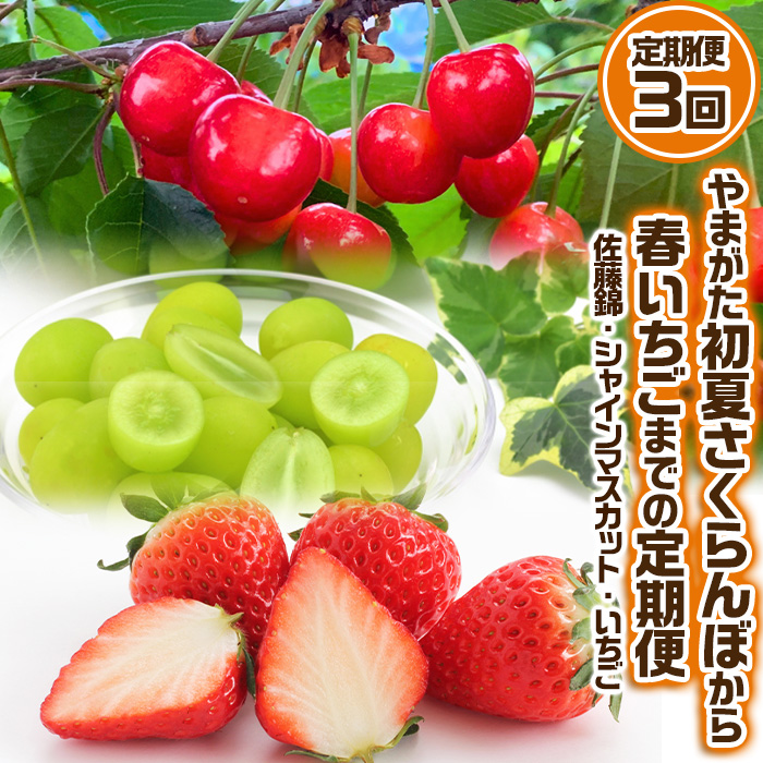 【定期便3回】やまがた 初夏さくらんぼから春いちごまでの定期便 [佐藤錦・シャインマスカット・いちご]【令和8年産先行予約】FS24-536