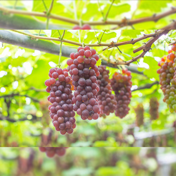 ãå®æäŸ¿8åãããŸãã æ¬ã®æç©ãªãŒã«ã¹ã¿ãŒ FZ24-537