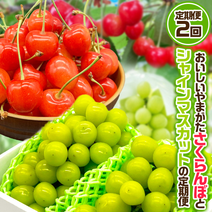 【定期便2回】おいしいやまがた さくらんぼとシャインマスカットの2回定期便【令和8年産先行予約】FS24-530