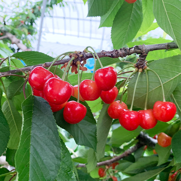 【定期便2回】おいしいやまがた さくらんぼとシャインマスカットの2回定期便【令和8年産先行予約】FS24-530