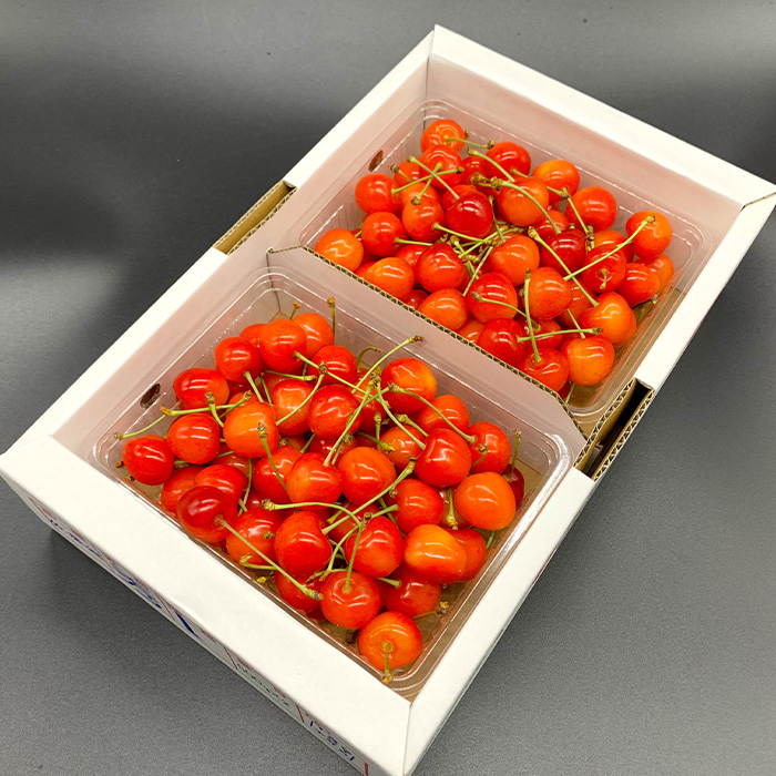 【定期便5回】やまがた 煌めきフルーツ定期便(佐藤錦・大玉白桃・シャインマスカット・大玉ラ・フランス・いちご)【令和8年産先行予約】FU23-845