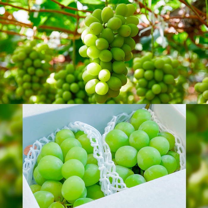 【定期便3回】みのりの山形～満喫定期便～ 【令和8年産先行予約】FS23-705