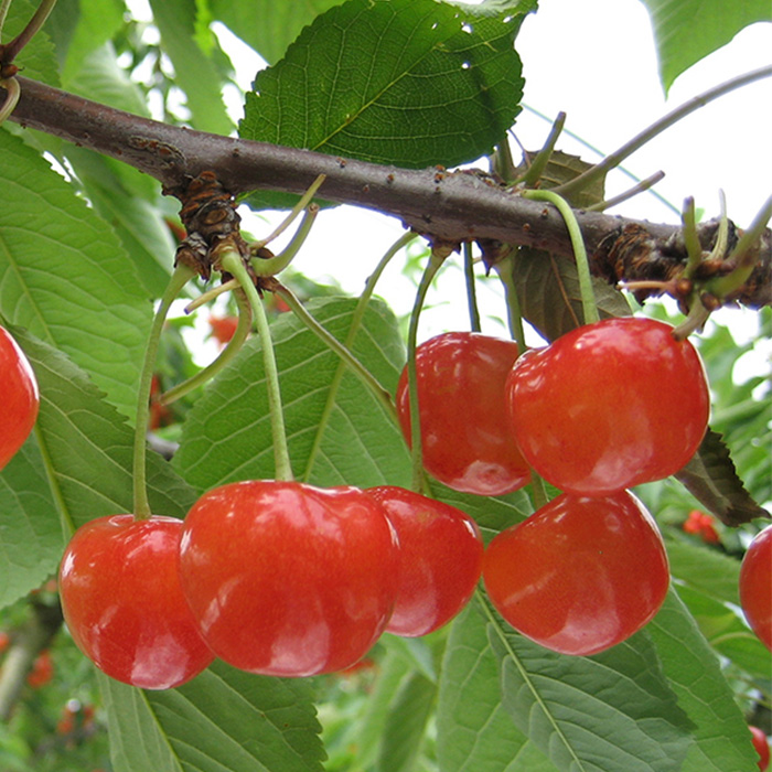 山形のハウスさくらんぼ 紅秀峰 800g(200g×4パック) Lサイズ以上 【令和7年産先行予約】FS24-547