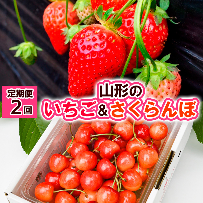 【定期便2回】山形の  いちご&さくらんぼ【令和8年産先行予約】FS24-521