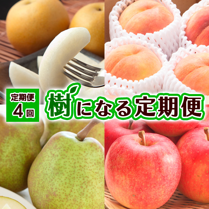 【定期便4回】樹になる定期便【令和8年産先行予約】FU23-795