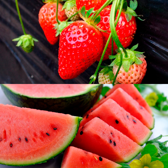 【定期便6回】春夏秋冬・彩りフルーツ 【令和8年産先行予約】FU23-796