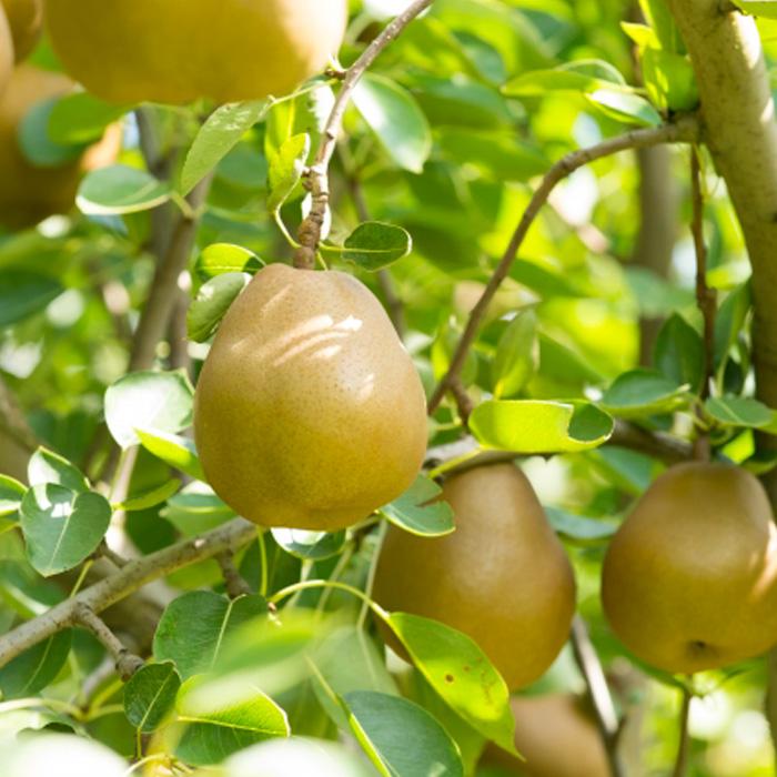 【定期便2回】山形の　もも＆ラ・フランス【令和8年産先行予約】FU23-797