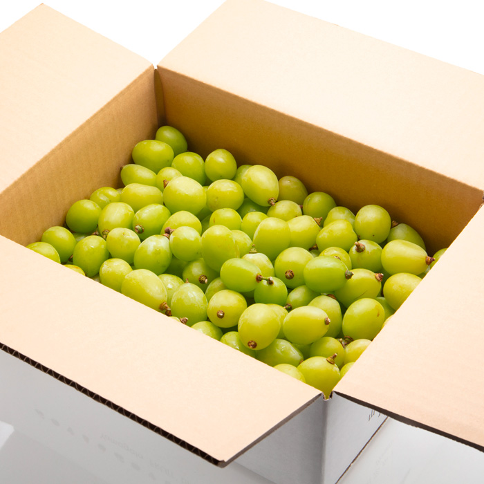 【定期便2回】山形の　シャインマスカット＆ラ・フランス【令和8年産先行予約】FU23-798