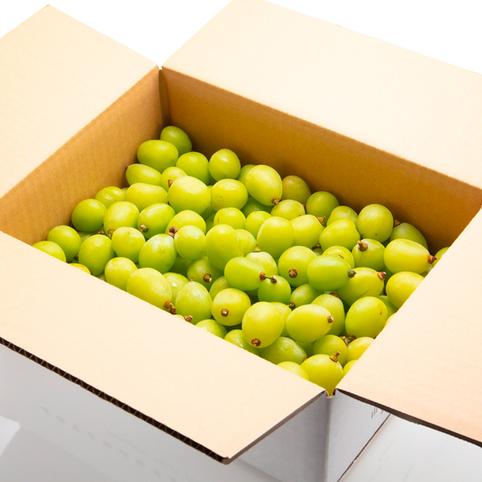 【定期便3回】デリシャス山形【令和8年産先行予約】FU23-799