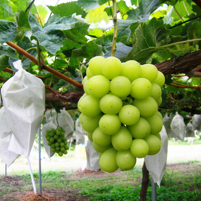 ☆フルーツ王国山形☆シャインマスカット 秀品700g以上(1～2房)[10月お届け] 【令和8年産先行予約】FS23-734