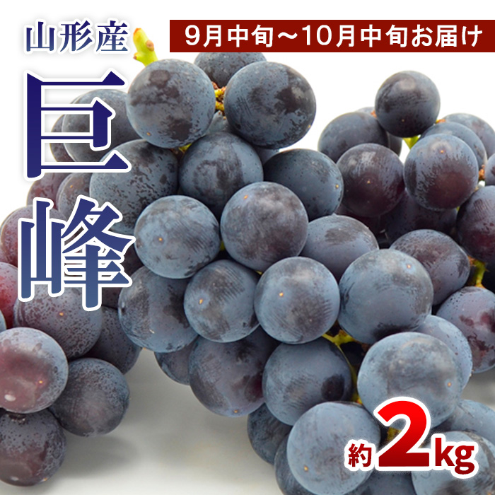 山形のぶどう 巨峰 秀品 約2kg(3～6房)[9月中旬～10月中旬お届け] 【令和7年産先行予約】FS24-652