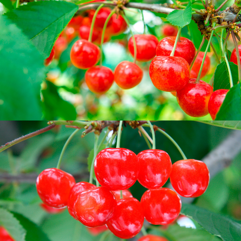 【定期便5回】山形果実のふるさと便 おためしサイズ【令和8年産先行予約】FU23-882