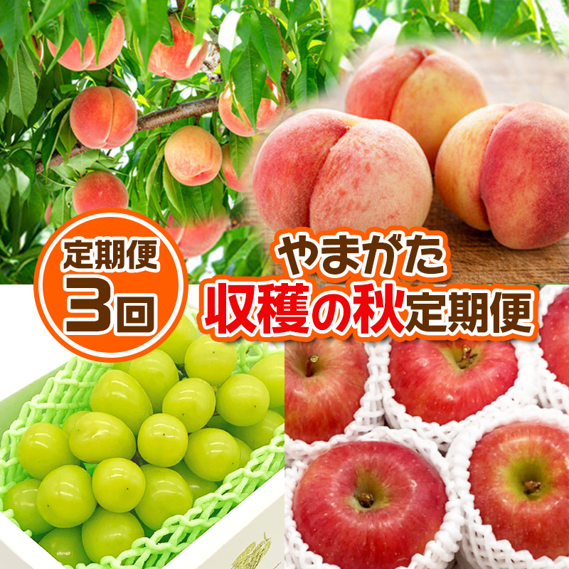 【定期便3回】やまがた 収穫の秋定期便【令和8年産先行予約】FS24-535